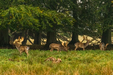 Fallow deer